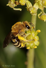 Colletes hederae (The Ivy Bee)