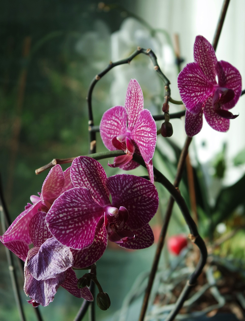 Floraison intérieure