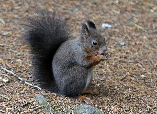 Diesem Eichhörnchen schmeckt es offenbar..