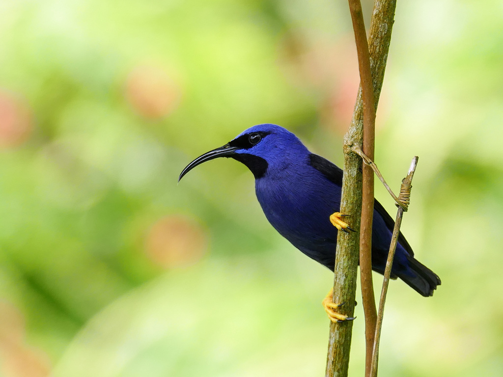 Purple Honeycreeper male, Trinidad