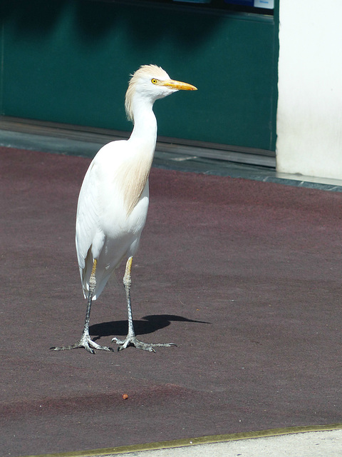 Cattle Egret (2) - 4 March 2018