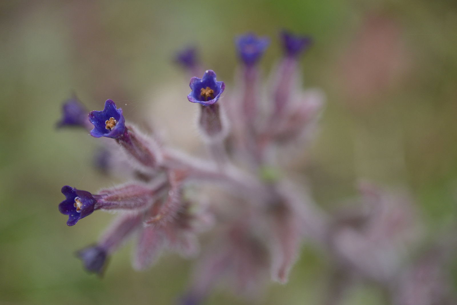 Anchusa undulata