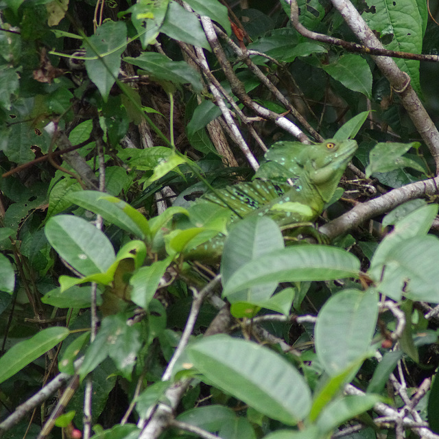 Green Iguana ?juvenile