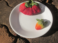 Strawberries 0619 5189