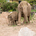 Mum and baby elephant.