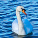 A swan on New Brighton marine lake