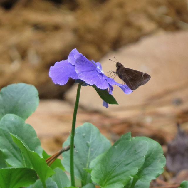 Skipper on pansy