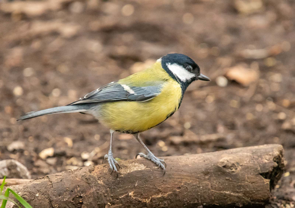 Great tit