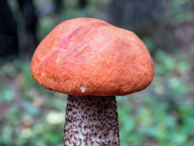 Bolete