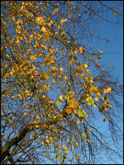 gold in an autumn blue sky
