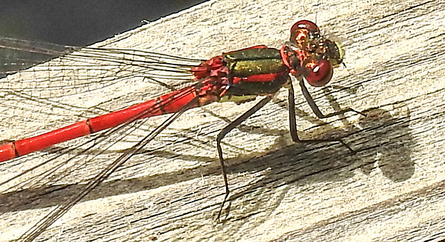 20220515 0949CPw [D~LIP] Adonislibelle (Pyrrhosoma nymphula), Bad Salzuflen