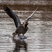 Greylag goose