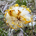 Huflattich (Tussilago farfara)