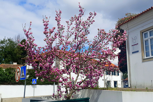 Magnolia soulangeana