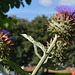 Stratford-upon-Avon, Artichoke in a Small Park near the Monument to Shakespeare