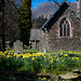 Daffodils at Patterdale Church