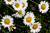 Oxeye Daisies