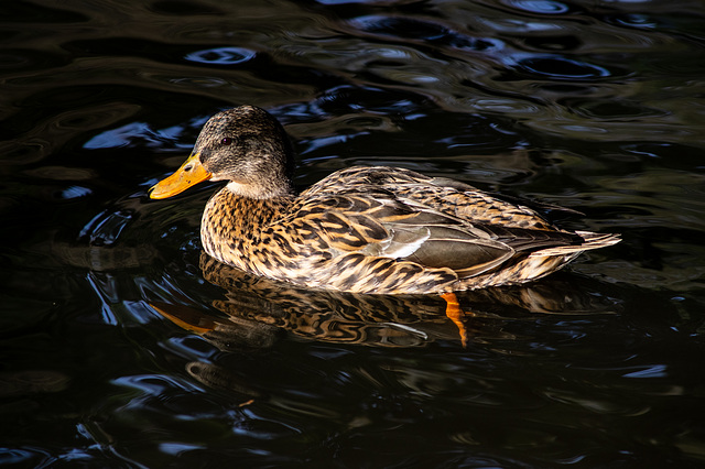 Female Mallard