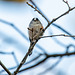 Long tailed tit