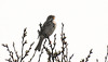 20190407 4543CPw [D~HVL] Grauammer (Emberiza calandra), Buckow