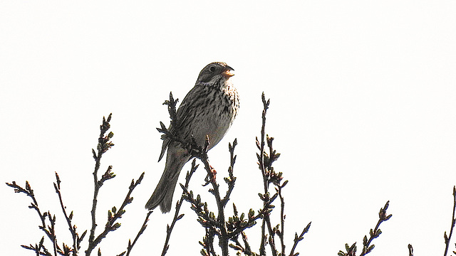 20190407 4543CPw [D~HVL] Grauammer (Emberiza calandra), Buckow
