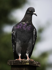 Pigeon post!