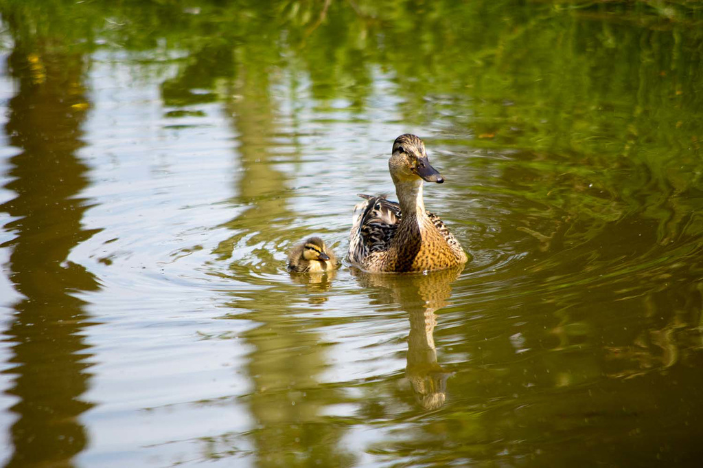Mum and duckling..
