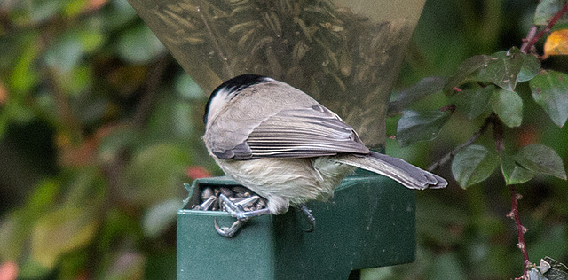 20151018 9397VRTw [D~RI] Weidenmeise (Poecile montanus), Rinteln