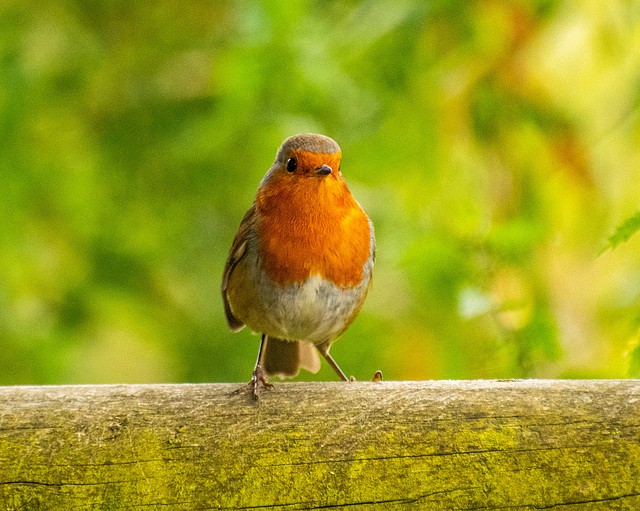 Robin