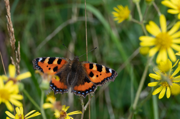 Small Tortoiseshell on Ragwort-DSZ6443