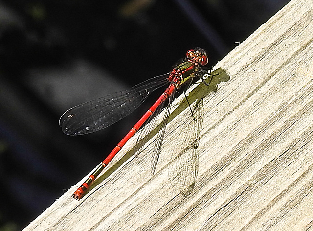 20220515 0950CPw [D~LIP] Adonislibelle (Pyrrhosoma nymphula), Bad Salzuflen