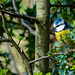 Blue tit