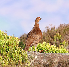 Moorland Gouse