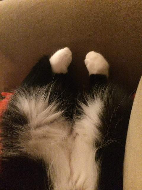 cat pantaloons