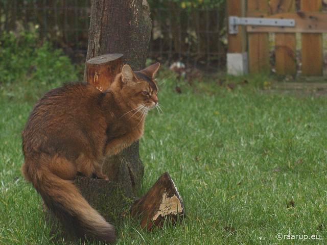 Rags watching the birds