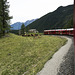 Bernina Red Train - Cows grazing, Switzerland
