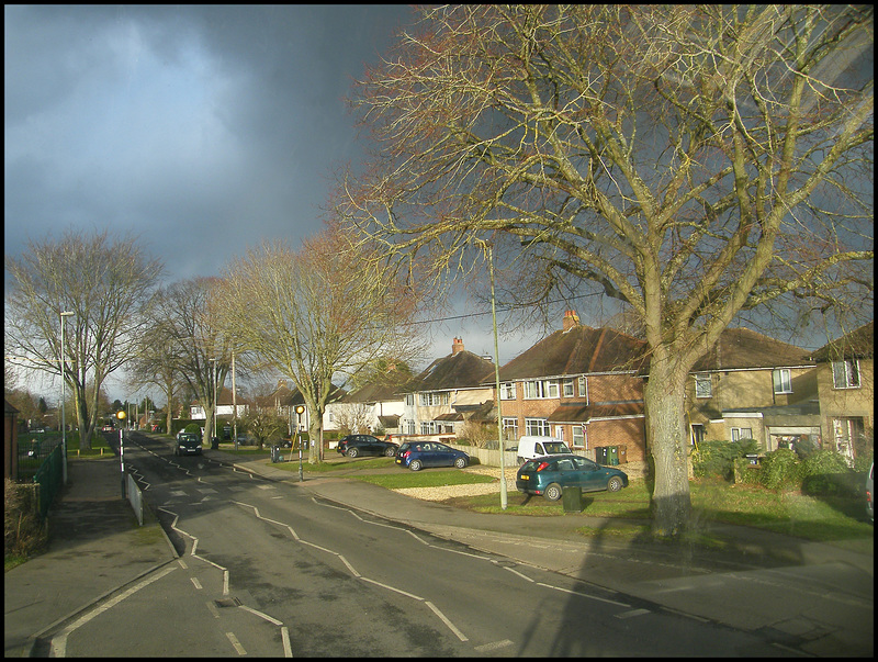 Avenue trees