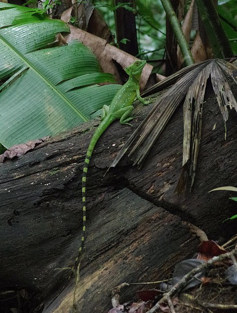 Emerald Basilisk (female)