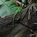 Emerald Basilisk (female)