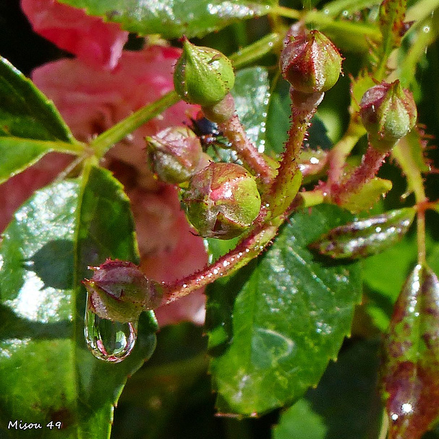 MON JARDIN