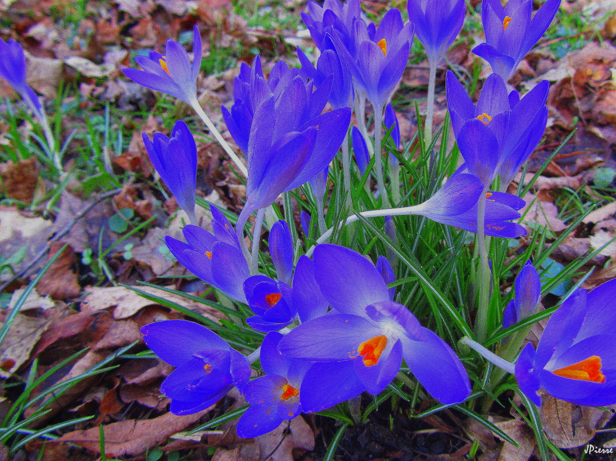 Crocus