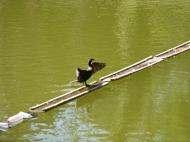 Cormorant