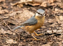 Nuthatch