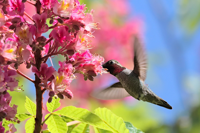 Anna's Hummingbird at Red Horse Chestnut Tree