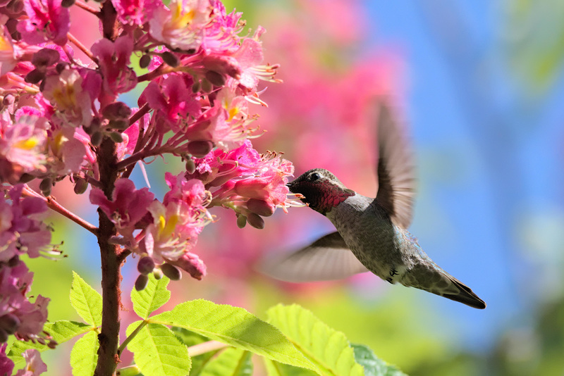 Anna's Hummingbird at Red Horse Chestnut Tree