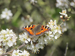 Small Tortoiseshell-DSZ0598