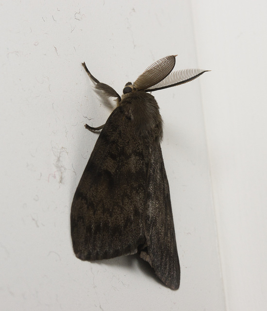 IMG 9375 Moth