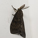 IMG 9375 Moth