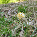 Huflattich (Tussilago farfara)