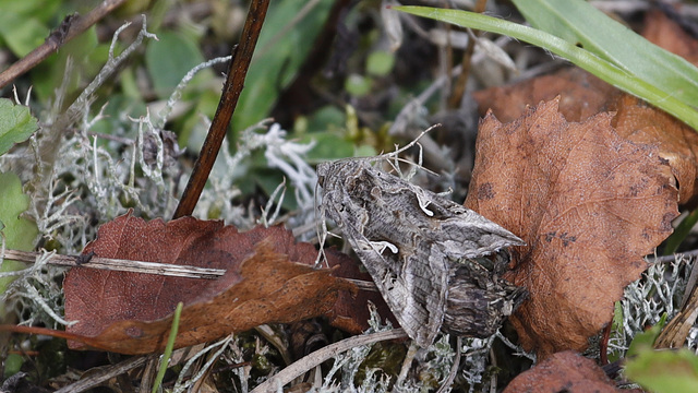 L'art du camouflage... Le 4